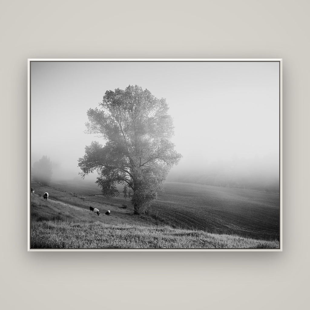 Field of Dreams, Waikato — Basel White, 160×120 cm. New Zealand fine art wall art by Stephen Milner.