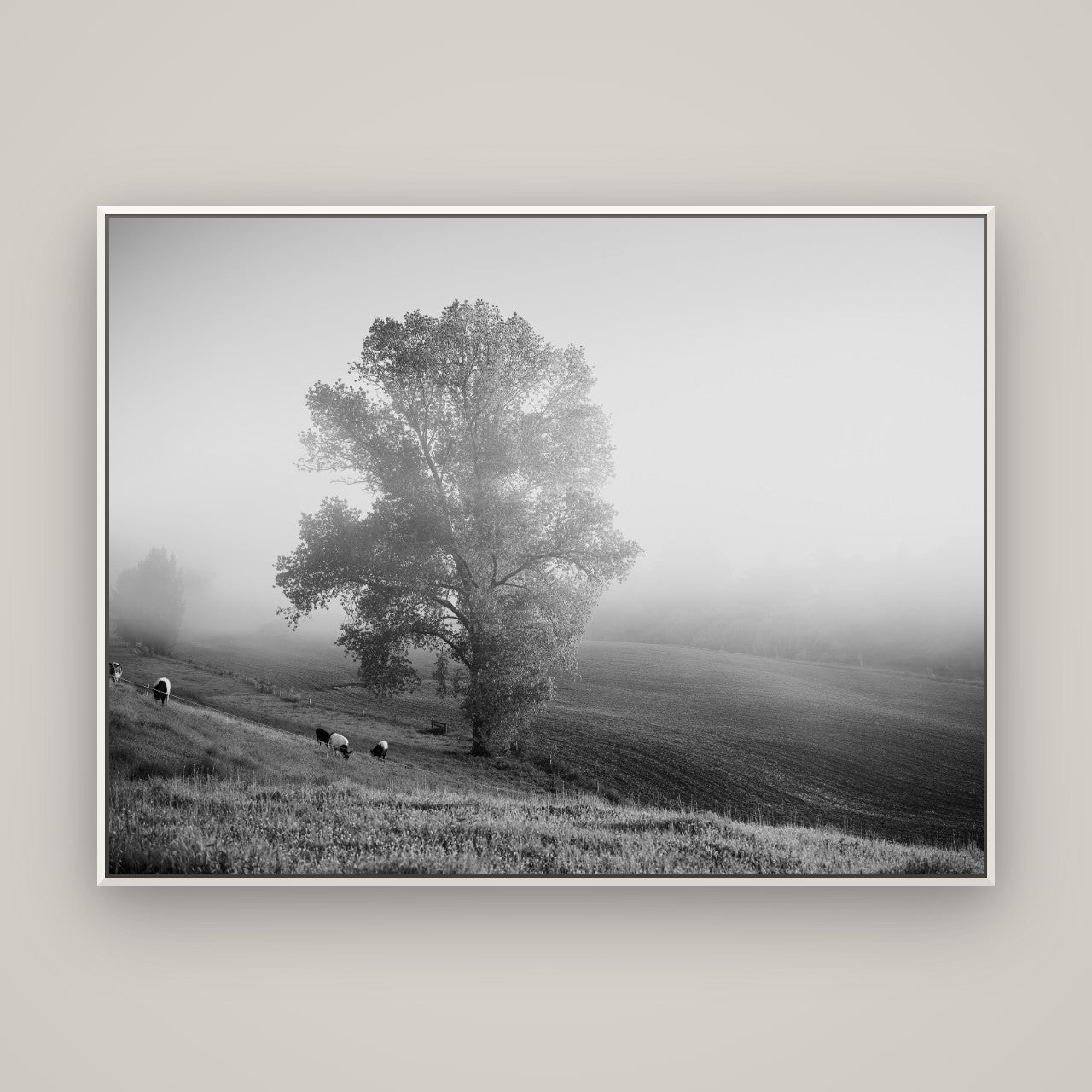 Field of Dreams, Waikato — Basel White, 160×120 cm. New Zealand fine art wall art by Stephen Milner.