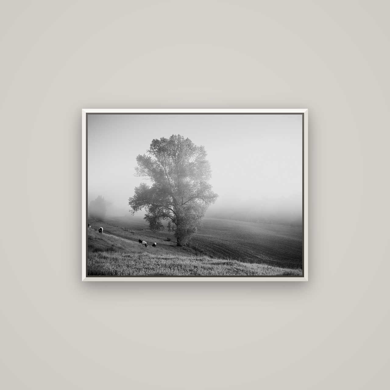 Field of Dreams, Waikato — Basel White, 80×60 cm. New Zealand fine art wall art by Stephen Milner.