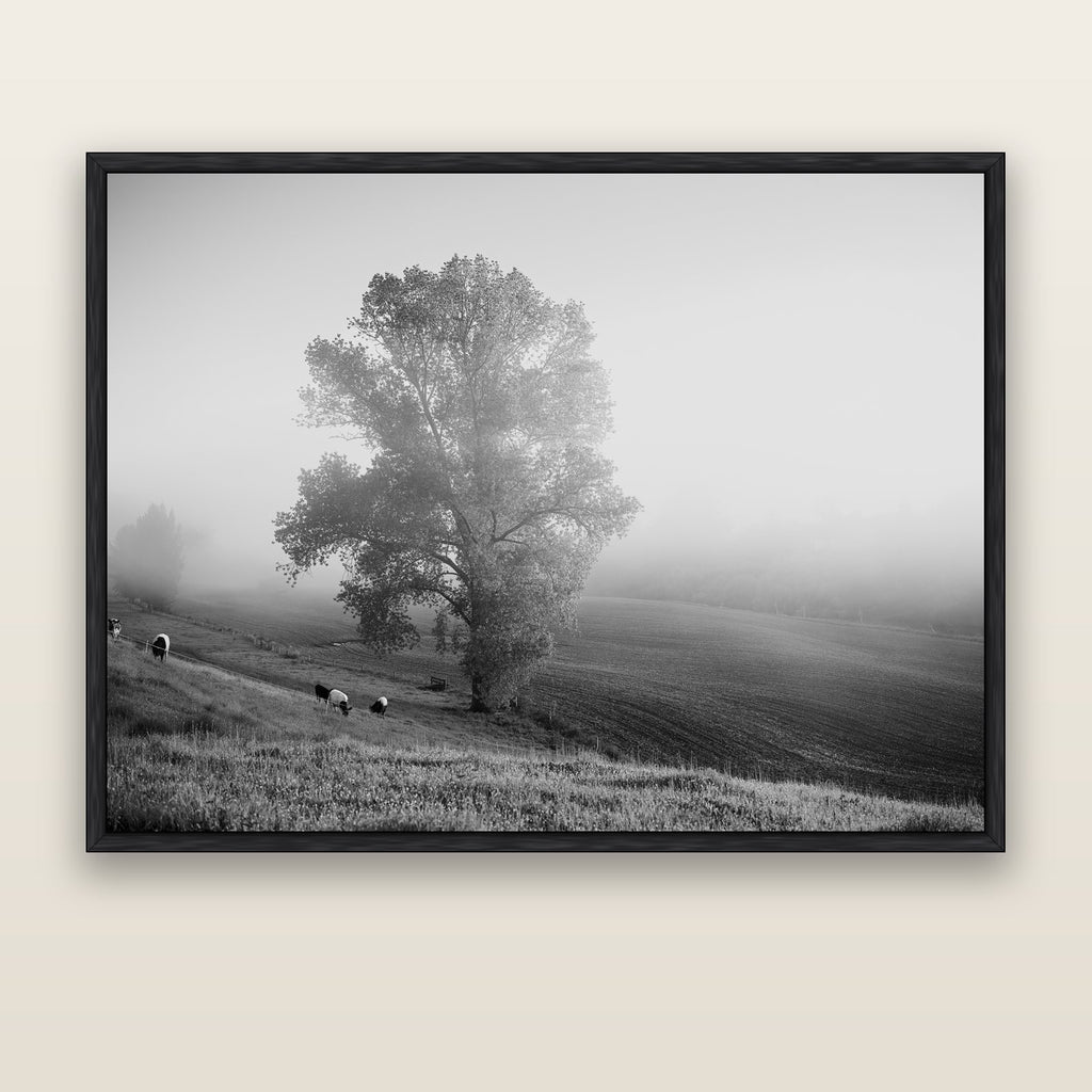 Field of Dreams, Waikato — black float frame canvas, 173 × 133 cm. New Zealand fine art landscape wall art by Stephen Milner.