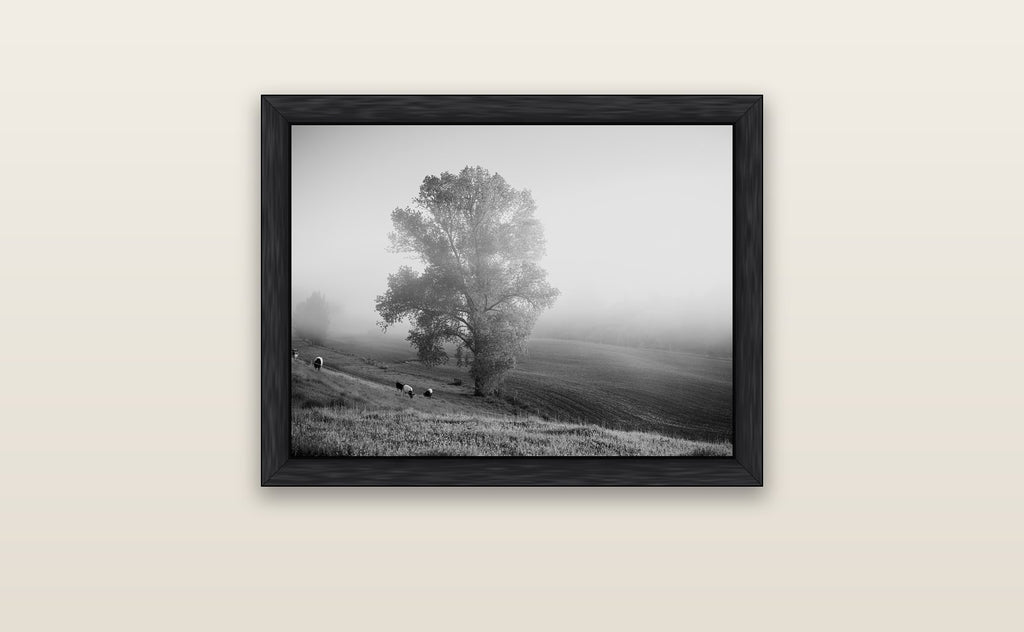 Field of Dreams, Waikato — black float frame canvas, 61 × 46 cm. New Zealand fine art landscape wall art by Stephen Milner.