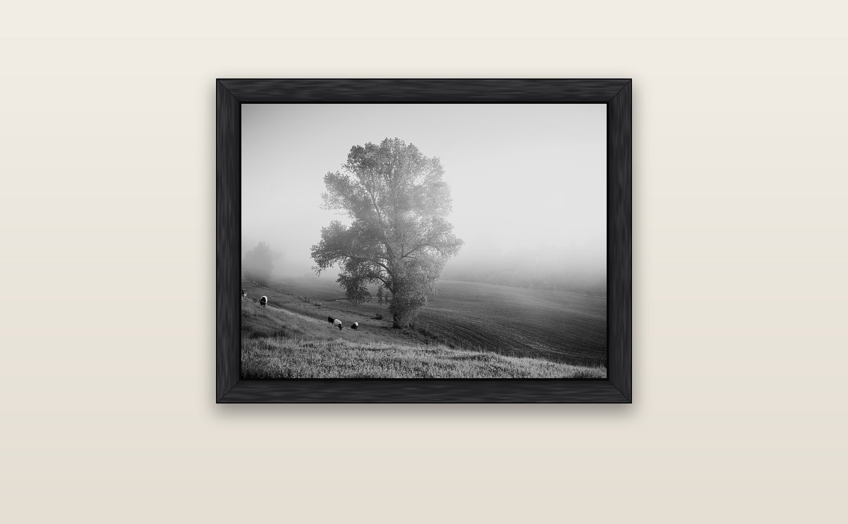 Field of Dreams, Waikato — black float frame canvas, 61 × 46 cm. New Zealand fine art landscape wall art by Stephen Milner.