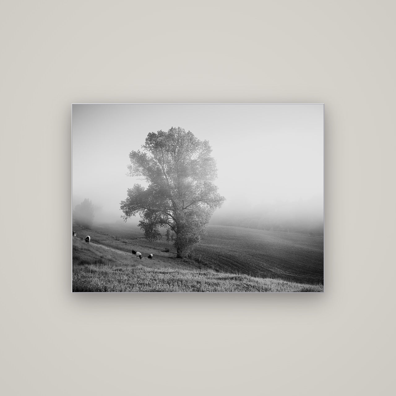 Field of Dreams, Waikato — Slimline Silver, 107×80 cm. New Zealand fine art wall art by Stephen Milner.