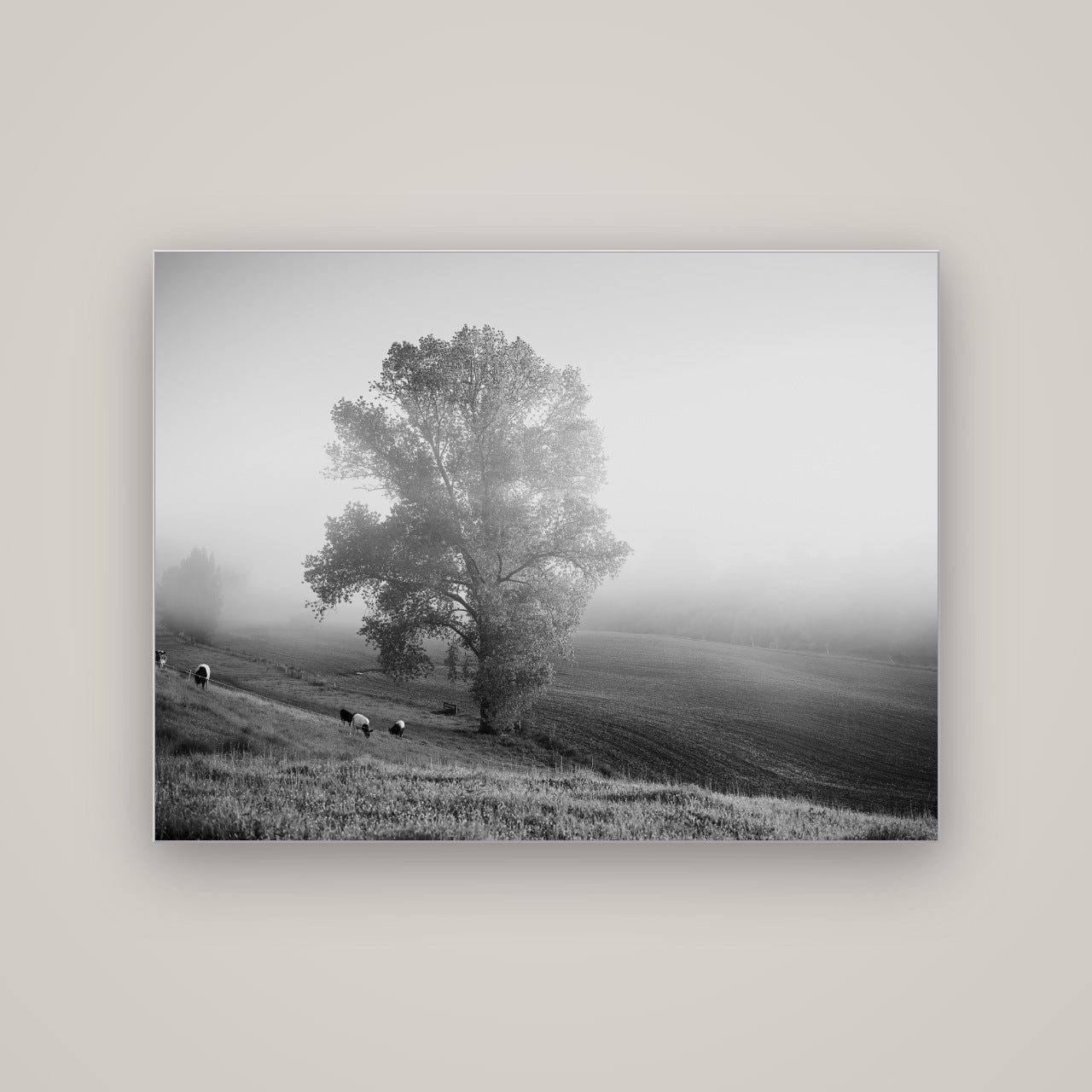 Field of Dreams, Waikato — Slimline Silver, 133×100 cm. New Zealand fine art wall art by Stephen Milner.
