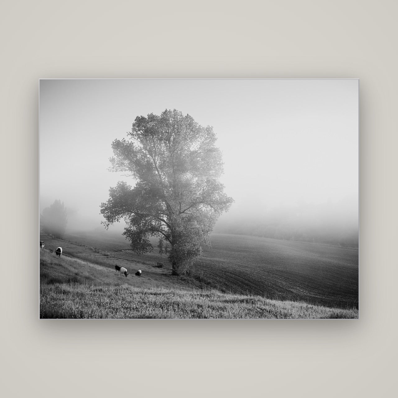 Field of Dreams, Waikato — Slimline Silver, 160×120 cm. New Zealand fine art wall art by Stephen Milner.