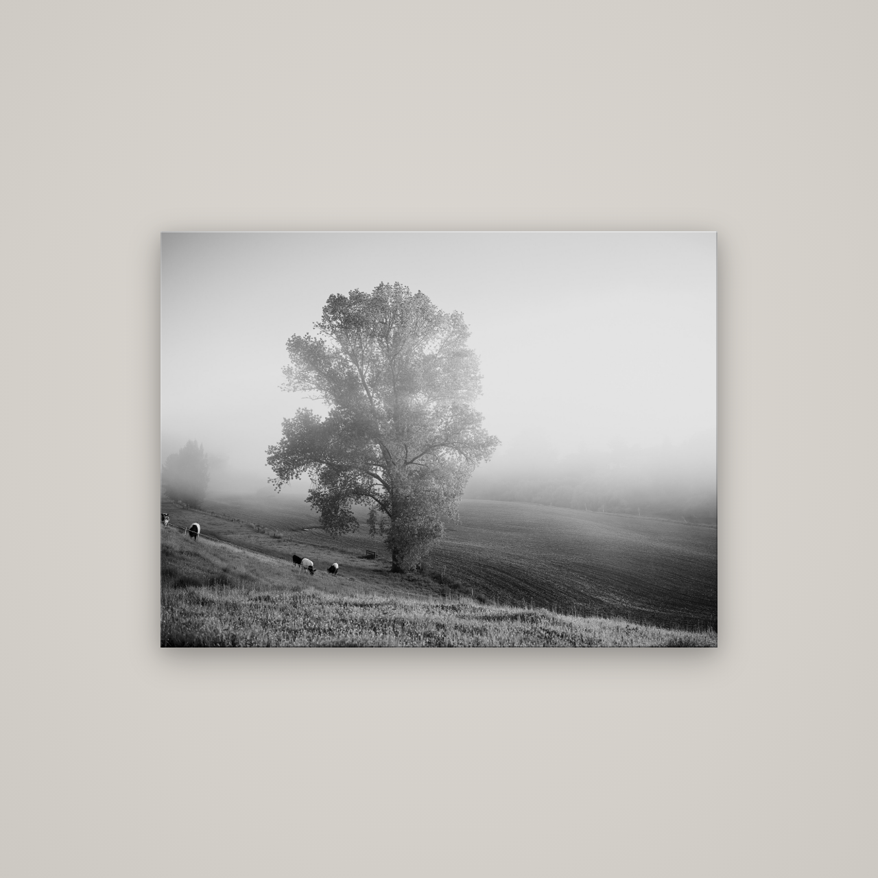Field of Dreams, Waikato — No frame, 107×80 cm. New Zealand fine art wall art by Stephen Milner.