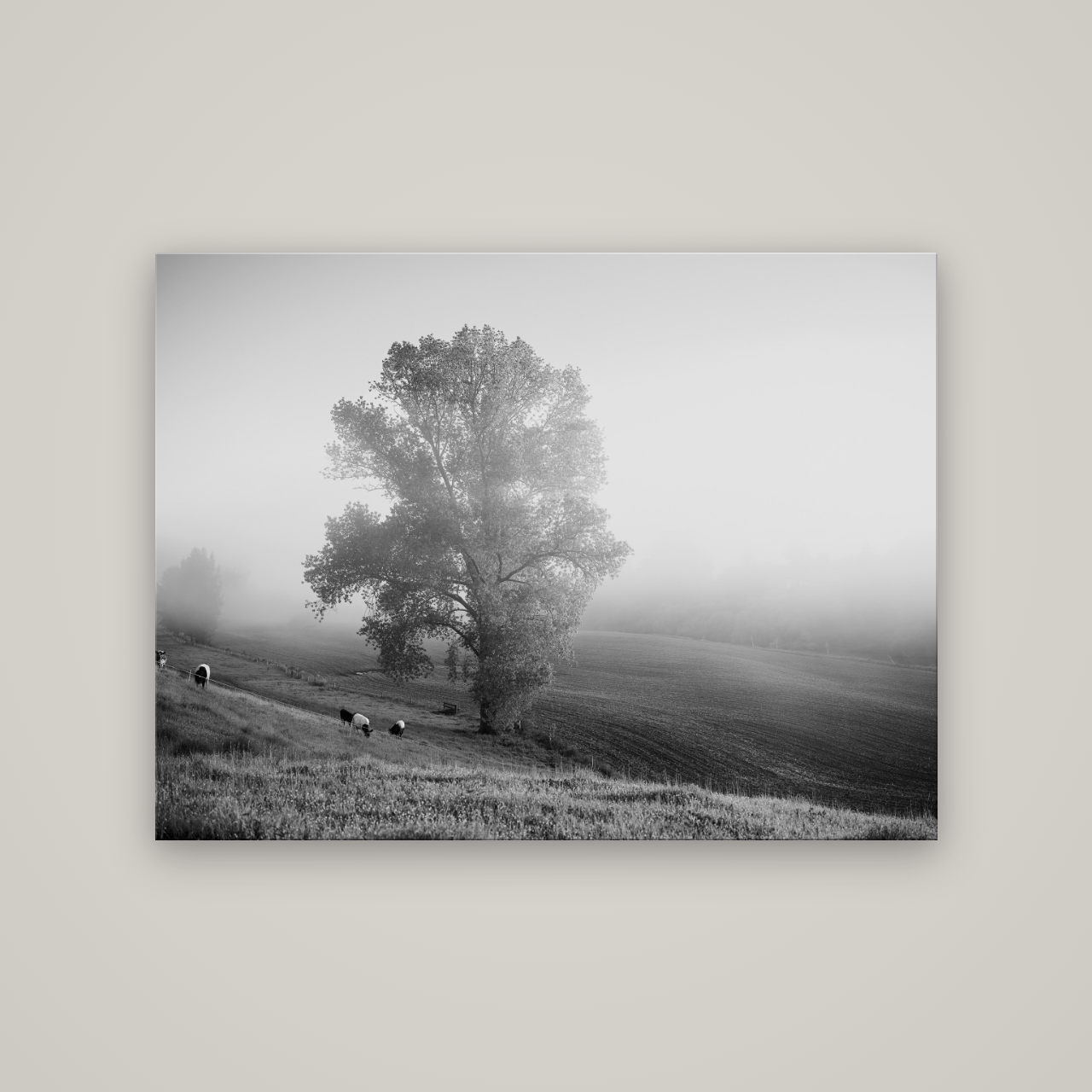 Field of Dreams, Waikato — No frame, 133×100 cm. New Zealand fine art wall art by Stephen Milner.