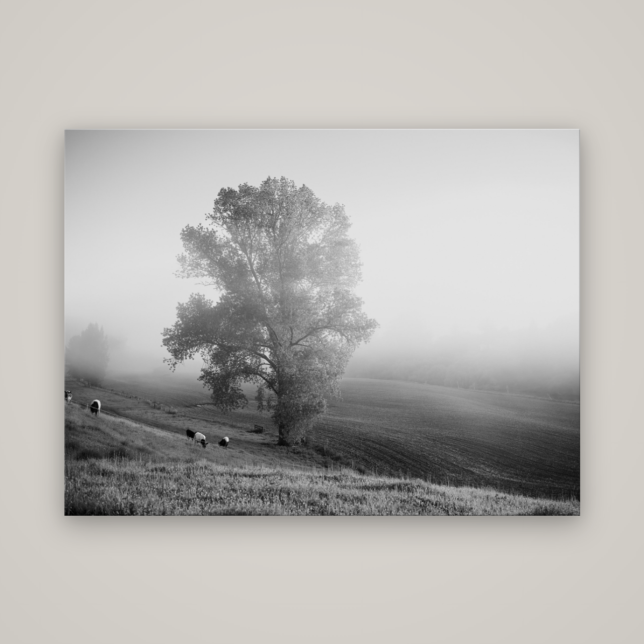 Field of Dreams, Waikato — No frame, 160×120 cm. New Zealand fine art wall art by Stephen Milner.