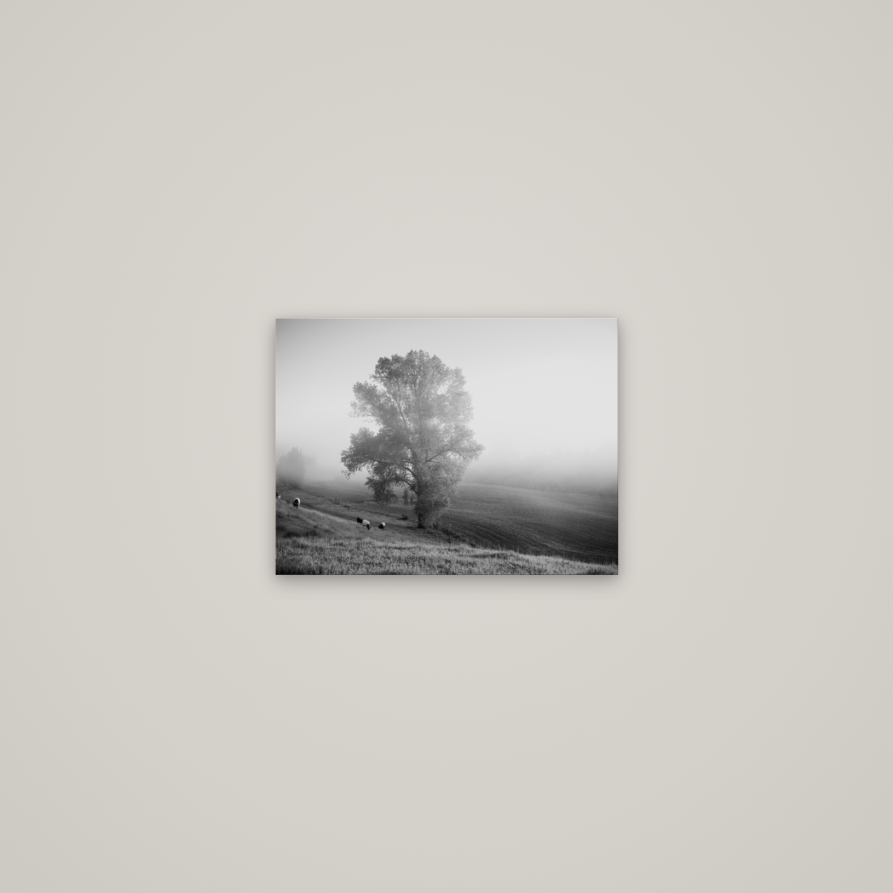 Field of Dreams, Waikato — No frame, 40×30 cm. New Zealand fine art wall art by Stephen Milner.