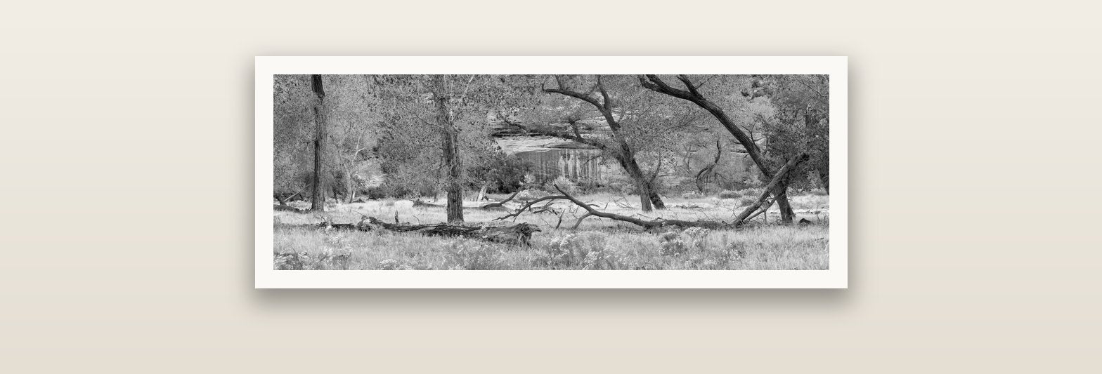 Zion's Canyon Symphony, Nature's Three Figures — Hahnemühle fine art print, 76 × 25 cm. New Zealand fine art landscape photography by Stephen Milner.